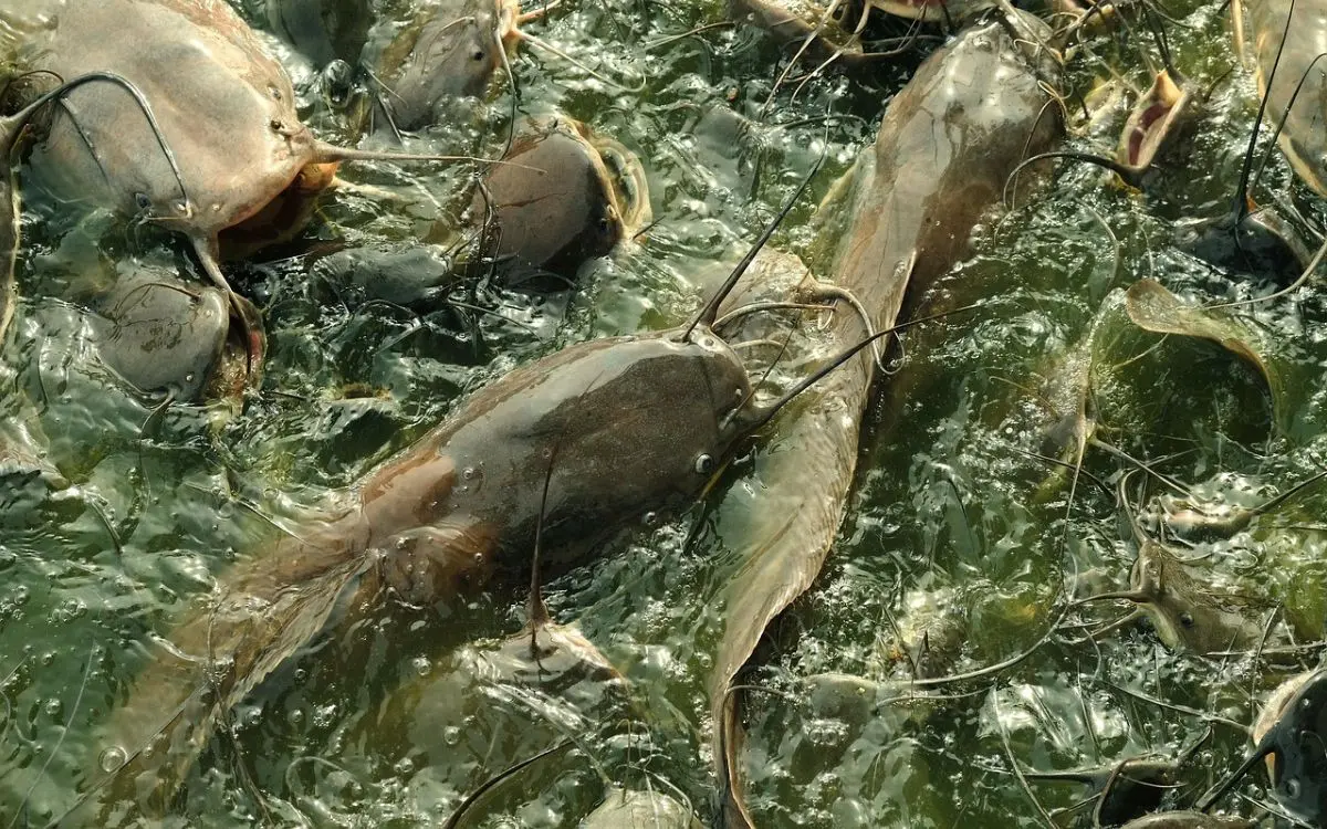 Thức ăn chăn nuôi